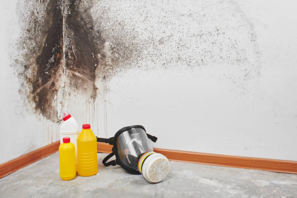 Best Mold Remediation for Schools in Golden Meadow, LA