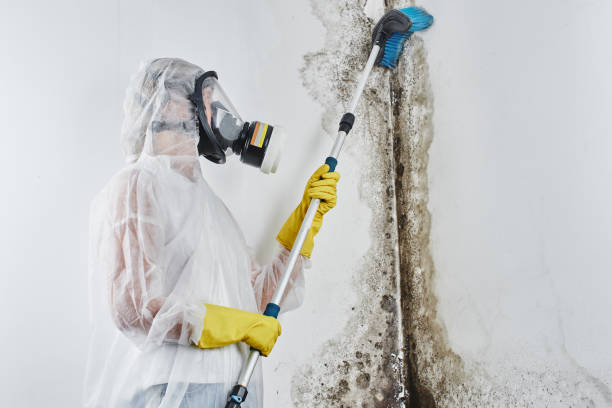 Best Attic Mold Remediation in Golden Meadow, LA