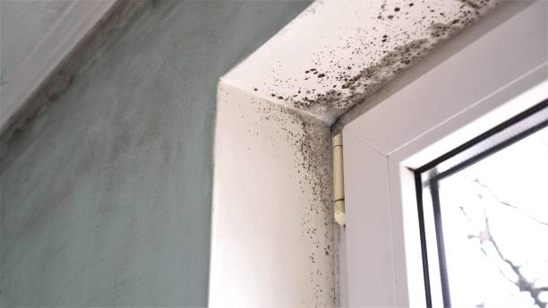 Best White Mold Remediation in Golden Meadow, LA