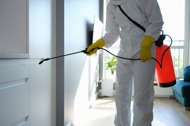 Best Black Mold Remediation in Golden Meadow, LA