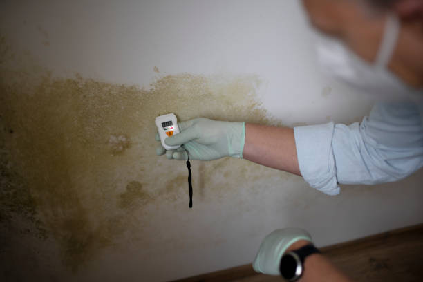 Best Basement Mold Remediation in Golden Meadow, LA