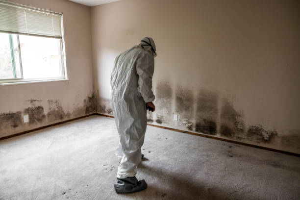 Best Post-Flood Mold Remediation in Golden Meadow, LA
