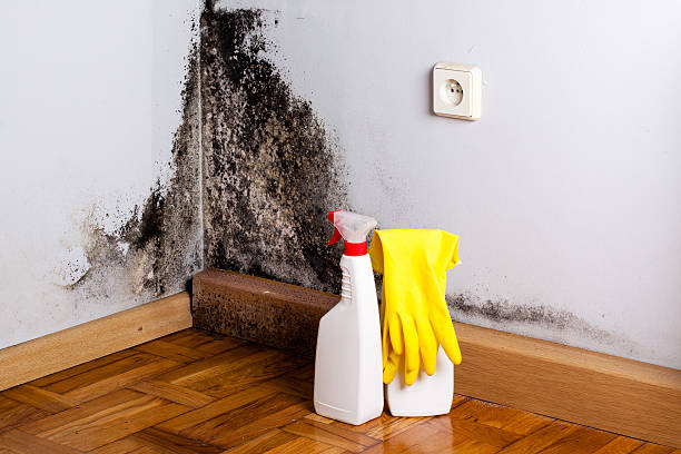 Trusted Golden Meadow, LA Mold Remediation Experts