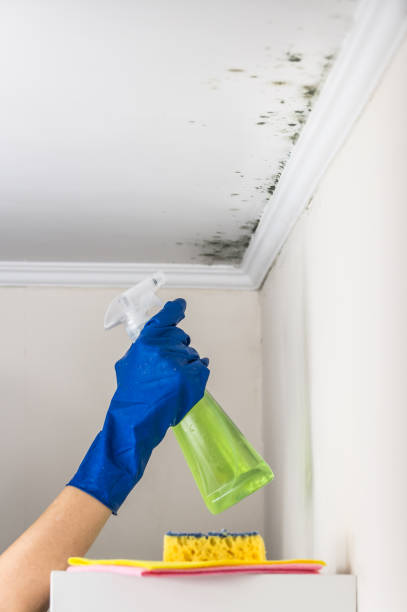 Best Residential Mold Remediation in Golden Meadow, LA
